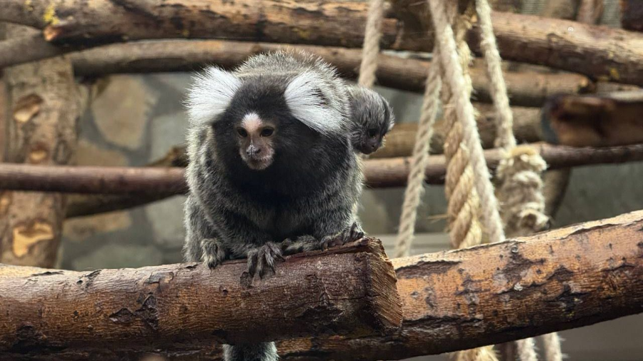 Секрет большой семьи: как игрунки в зоопарке воспитывают уже девятого детеныша Секрет большой семьи: как игрунки в зоопарке воспитывают уже девятого детеныша